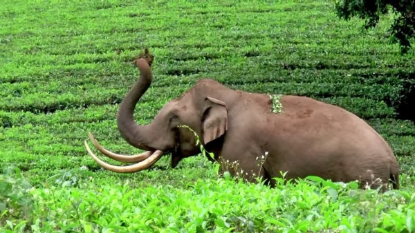 Padayappa
