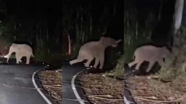 WILD ELEPHANT