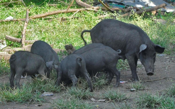 Pig Pig