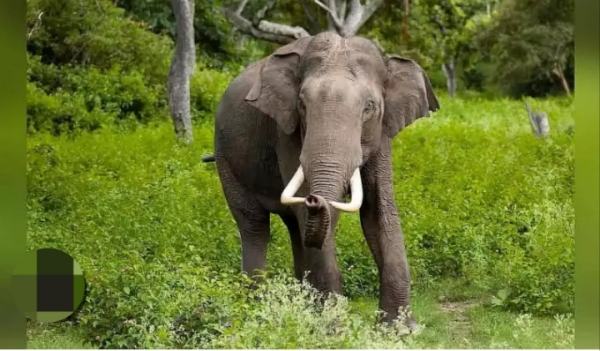 Wild Elephant जंगली हाथी