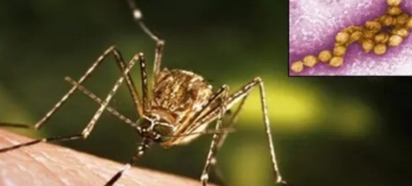 വെസ്റ്റ് നൈൽ പനി: എറണാകുളത്ത് വീണ്ടും മരണം; ജാഗ്രത ശക്തമാക്കി ആരോഗ്യവകുപ്പ്