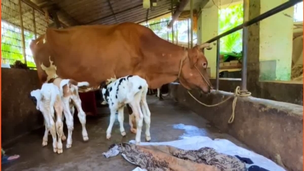THREE CALVES IN A SINGLE BIRTH