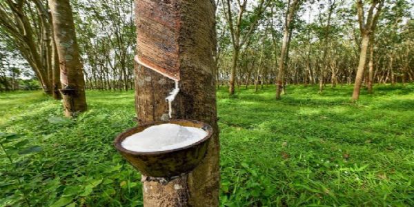 റബ്ബറിന്റെ താങ്ങുവില 250 രൂപയായി വര്ധിപ്പിച്ചു; ഉത്തരവിറങ്ങി