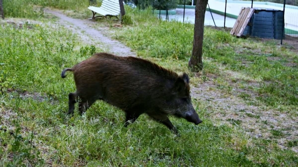 WILD BOAR  CONFLICT AREAS