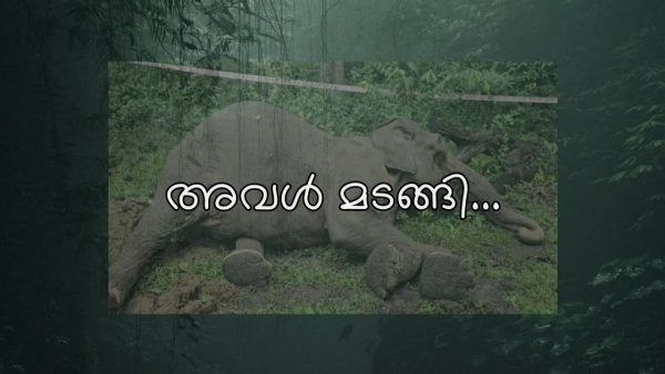 WILD ELEPHANT LAKSHMI WILD ELEPHANT LAKSHMI