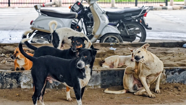STRAY DOG CULLING ORDER STRAY DOG CULLING ORDER