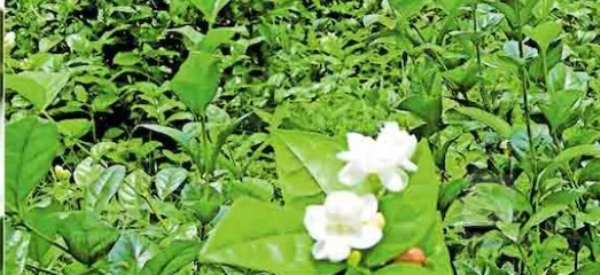 കണ്ണൂർ സെൻട്രൽ ജയിലിൽ മുല്ലപ്പൂ സുഗന്ധം; വൻ വിജയമായി തടവുകാരുടെ മുല്ലപ്പൂക്കൃഷി, പൂക്കൾ ഉടൻ വിപണിയിലേക്ക് കണ്ണൂർ സെൻട്രൽ ജയിലിൽ മുല്ലപ്പൂ സുഗന്ധം; വൻ വിജയമായി തടവുകാരുടെ മുല്ലപ്പൂക്കൃഷി, പൂക്കൾ ഉടൻ വിപണിയിലേക്ക്