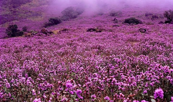 NEELAKURINJI BLOOM MUNNAR
