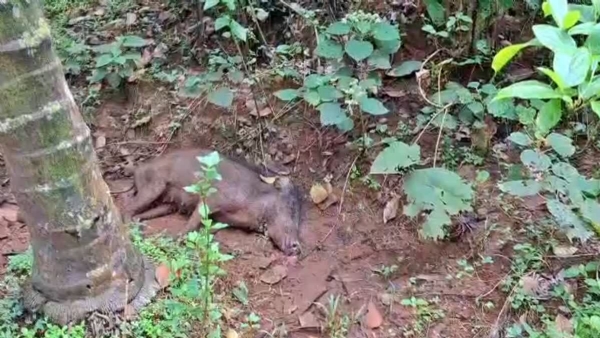 Wild boar