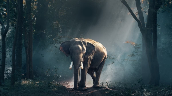 World elephant day World elephant day