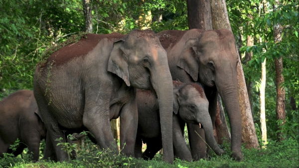 Human Elephant Conflict Kerala Human Elephant Conflict Kerala