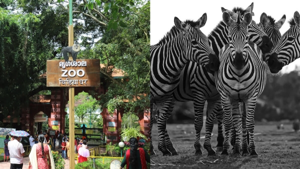 Zoo Zoo