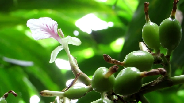 CARDAMOM FARMING