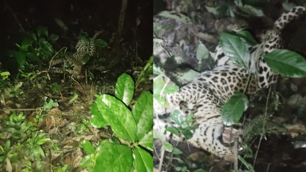 LEOPARD CAUGHT IN KANNUR