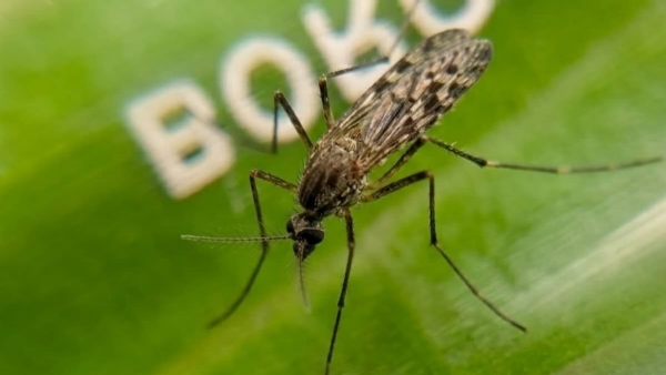 CULICIDAE MALAYA GENUROSTRIS