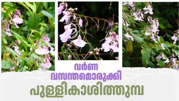 KASHITHUMBA BLOOMS