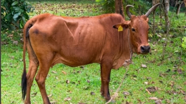 periyar cow