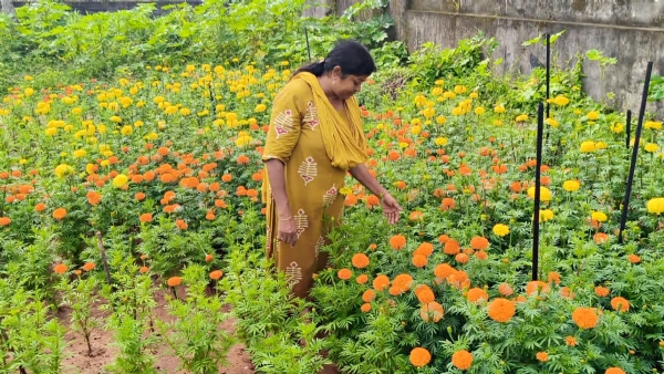 Chrysanthemum Garden