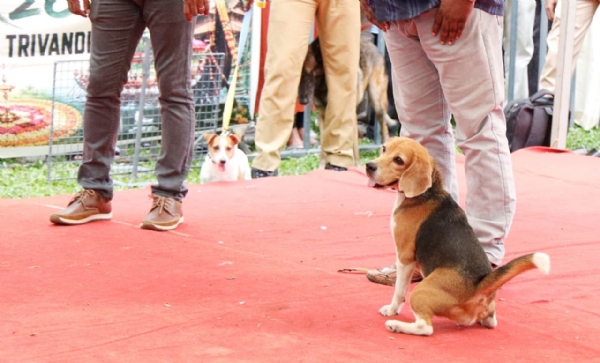 Dog Dog
