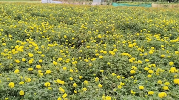 PALLAVARAYANPATTI FLOWER