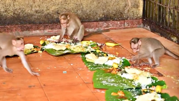 ONAM FEAST FOR MONKEY