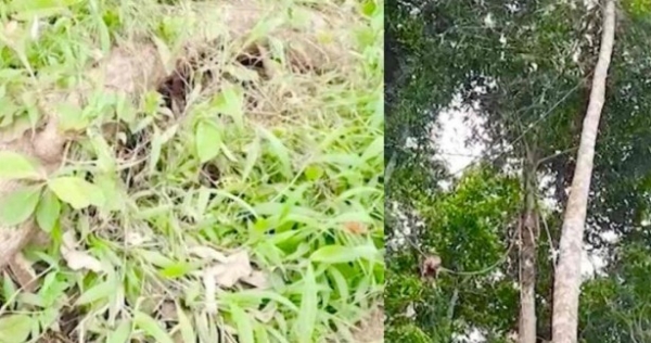 റാന്നി ഭഗവതിക്കുന്ന് ക്ഷേത്രഭൂമിയിലെ തടിവെട്ട്: ദേവസ്വം ഉദ്യോഗസ്ഥനും ശാന്തിക്കാരനും ഗൂഢാലോചന നടത്തിയെന്ന് വിജിലൻസ് റിപ്പോർട്ട് റാന്നി ഭഗവതിക്കുന്ന് ക്ഷേത്രഭൂമിയിലെ തടിവെട്ട്: ദേവസ്വം ഉദ്യോഗസ്ഥനും ശാന്തിക്കാരനും ഗൂഢാലോചന നടത്തിയെന്ന് വിജിലൻസ് റിപ്പോർട്ട്