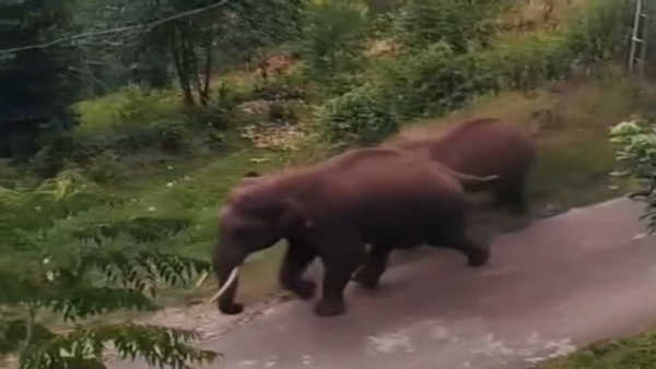 Wild elephant