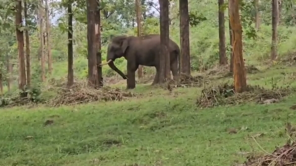 Wild elephant