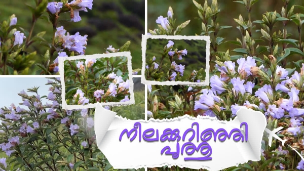Neelakurinji