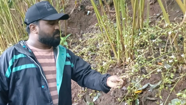 HUGE CARDAMOM THEFT