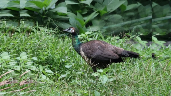 PEPPARA WILDLIFE SANCTUARY PEPPARA WILDLIFE SANCTUARY