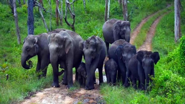 ELEPHANT CORRIDOR KERALA