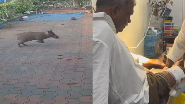 WILD BOAR ATTACK