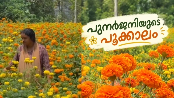 WAYANAD MARIGOLD FARMING