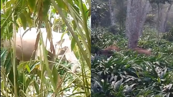 Wild elephant attack Wild elephant attack