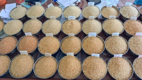 RICE PRODUCTION IN INDIA