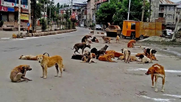 Street dog Street dog