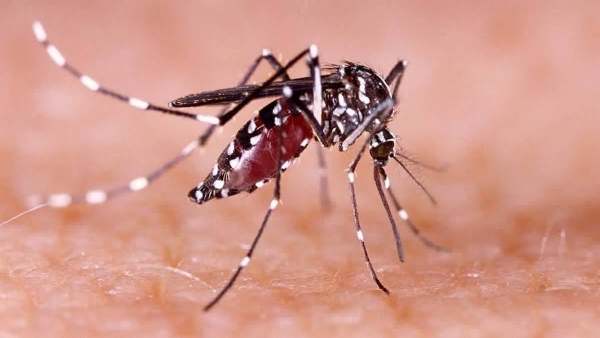 DENGUE FEVER IN KERALA