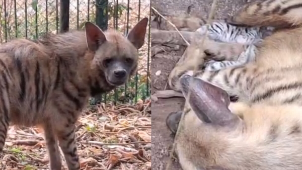 THIRUVANANTHAPURAM ZOO