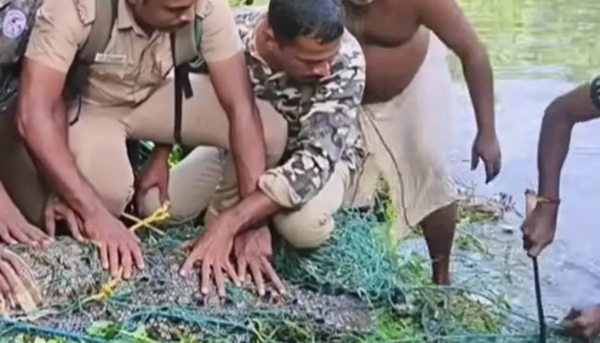 കന്യാകുമാരിയിൽ ഏഴ് മാസമായി ഭീതിപരത്തിയ ഭീമൻ മുതല പിടിയിൽ; വലയിലായത് 300 കിലോയോളം ഭാരമുള്ള കൂറ്റൻ മുതല