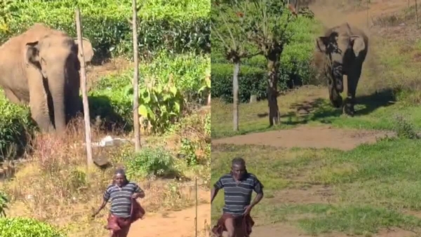 WILD ELEPHANT ATTACK