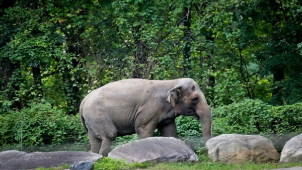 Wild elephant Wild elephant